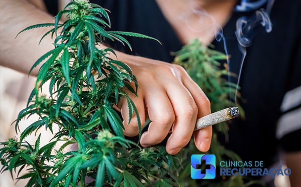 Tratamento Dependente Maconha Brasília - DF - Clínica de Reabilitação 